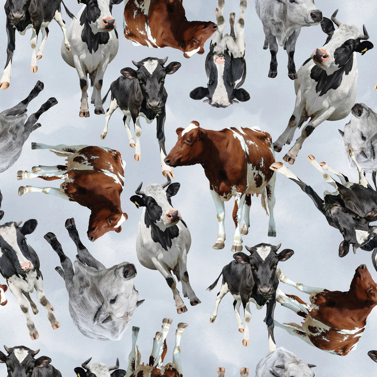 2024 Farm Animals Cows Blue 137710 Mook Half Yard