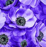 Packed Anemones MEADOW-CD3953 Purple Timeless Treasures Half Yard