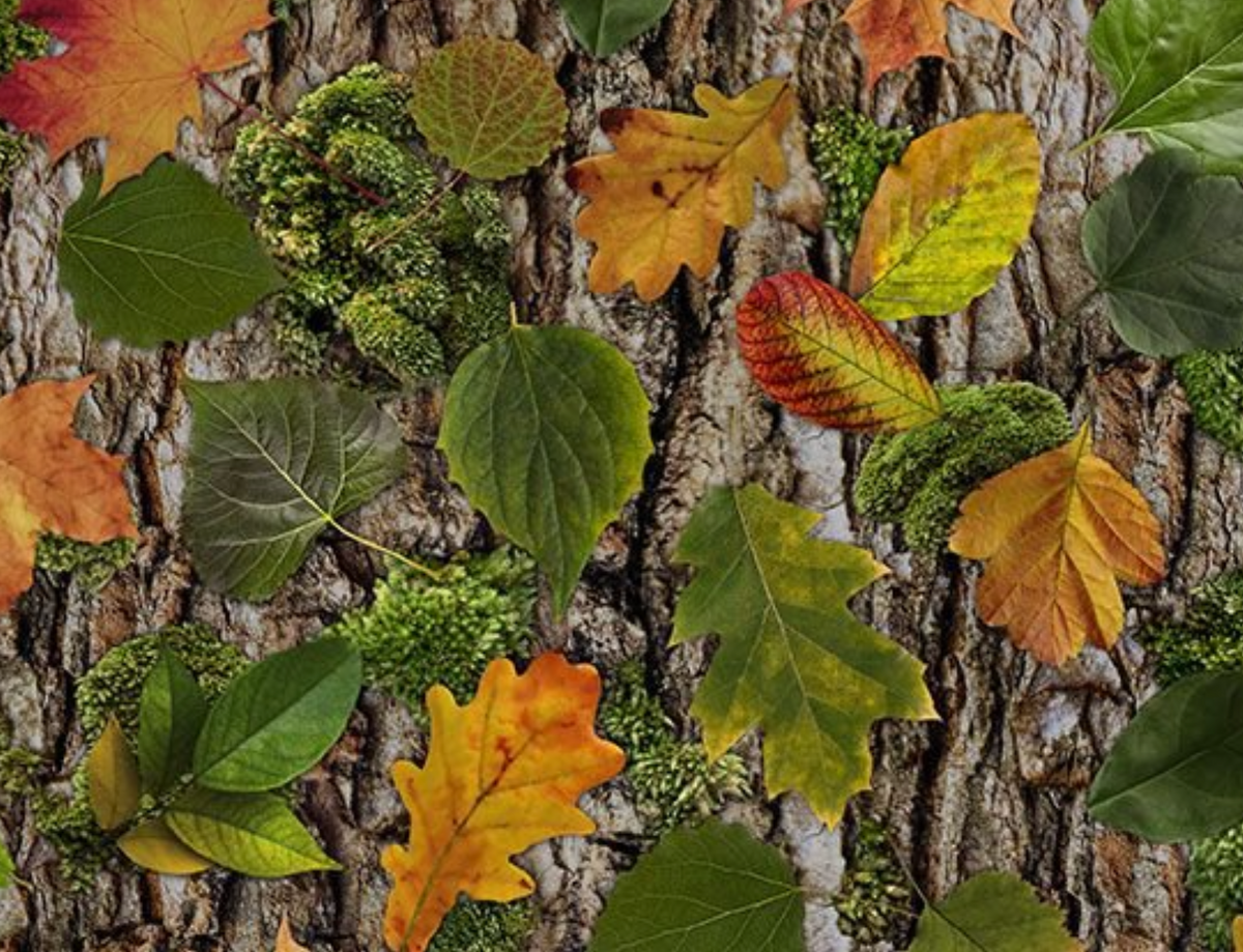 Great Escape NATURE-CD4644 FALL Fall Leaves on Tree Bark Timeless Treasures Half Yard