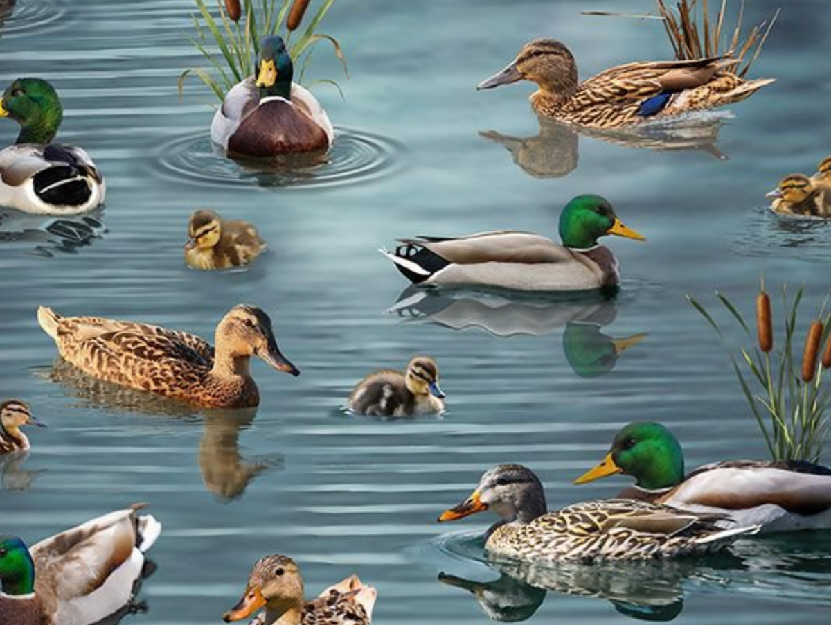 Great Escape NATURE-CD4645 LAKE Wild Ducks on Lake Timeless Treasures Half Yard