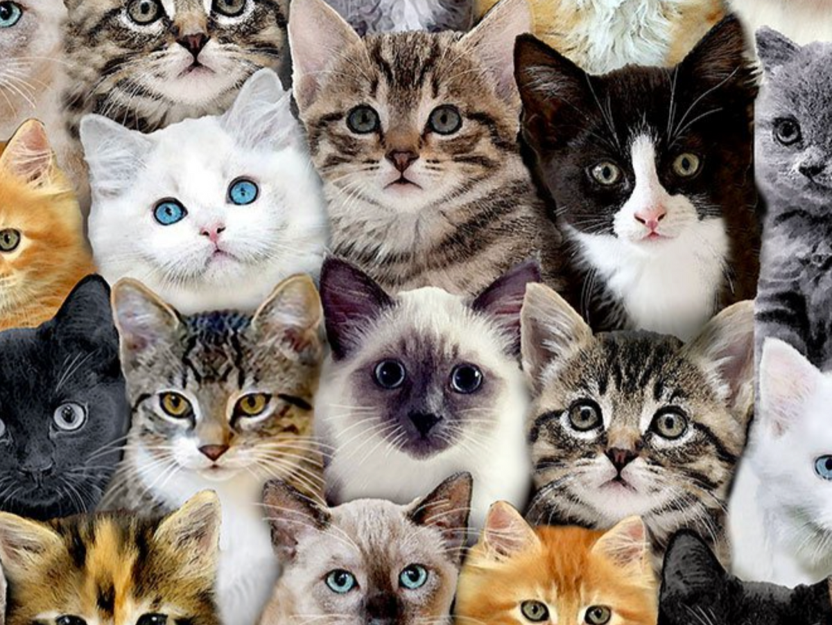 Kitty Cat Club CAT-CD8417 MULTI Packed Mixed Breeds of Cats Timeless Treasures Half Yard