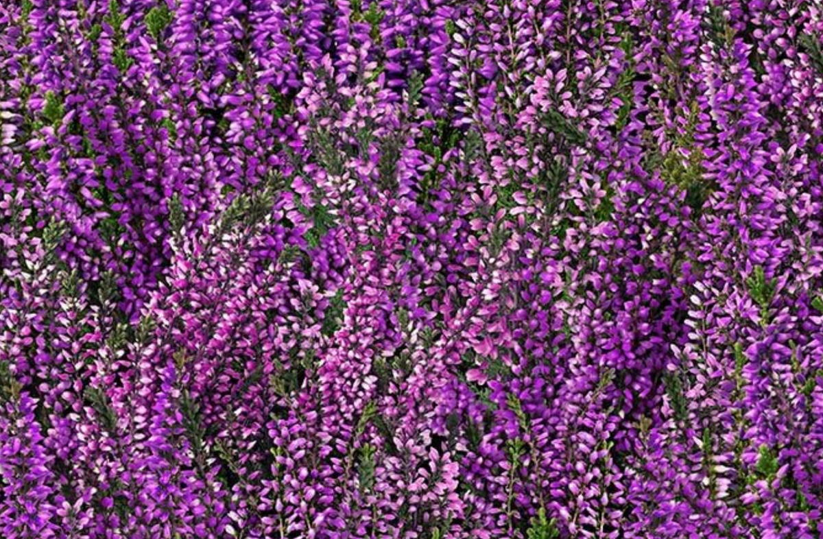 Heather & Highland FLEUR-CD4397 PURPLE Lavender Field Timeless Treasures Half Yard