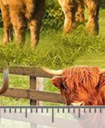 Heather & Highland Highlands Cows FARM-CD3076 MULTI Timeless Treasures Half Yard