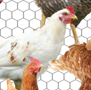 2024 Farm Animals Chicken White 137706 Mook Half Yard