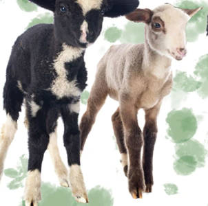 2024 Farm Animals Sheep White 137709 Mook Half Yard