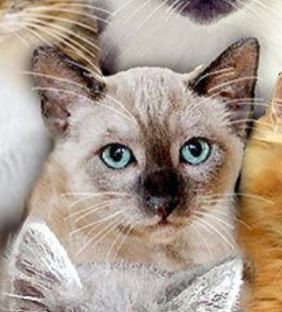 Kitty Cat Club CAT-CD8417 MULTI Packed Mixed Breeds of Cats Timeless Treasures Half Yard