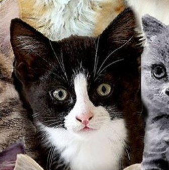Kitty Cat Club CAT-CD8417 MULTI Packed Mixed Breeds of Cats Timeless Treasures Half Yard