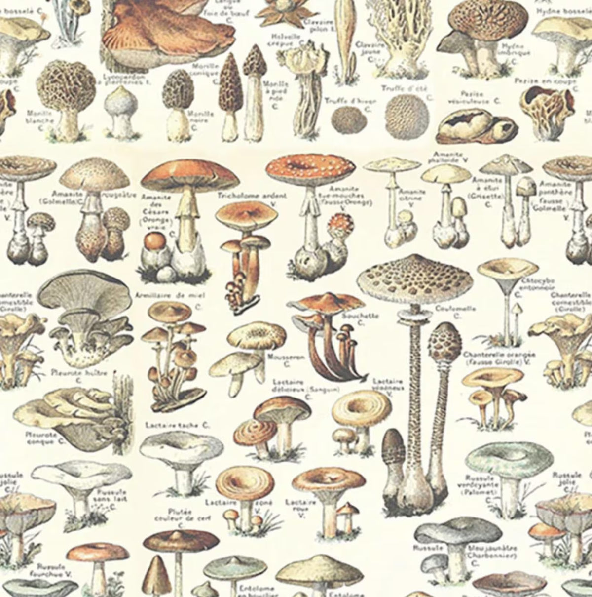 Palette Curated PWTH236.CORANGE Toadstools Ecelectic Elements Tim Holtz Free Spirit